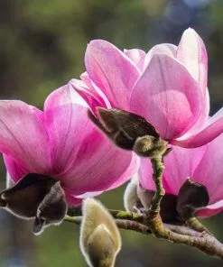 Future Forests Magnolia Campbellii