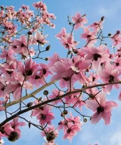 Future Forests Magnolia Campbellii