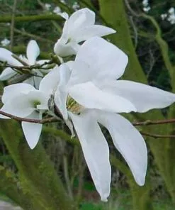 Future Forests Magnolia X Kewensis Wada's Memory