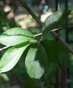 Future Forests Magnolia X Kewensis Wada's Memory