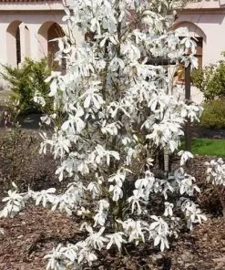 Future Forests Magnolia X Kewensis Wada's Memory