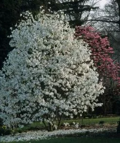 Future Forests Magnolia X Kewensis Wada's Memory