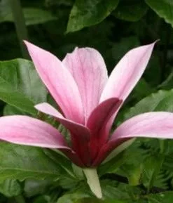 Future Forests Shrubs Magnolia Liliiflora Nigra