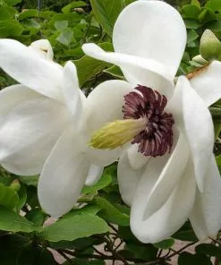 Future Forests Magnolia Sieboldii