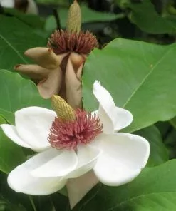 Future Forests Magnolia Sieboldii