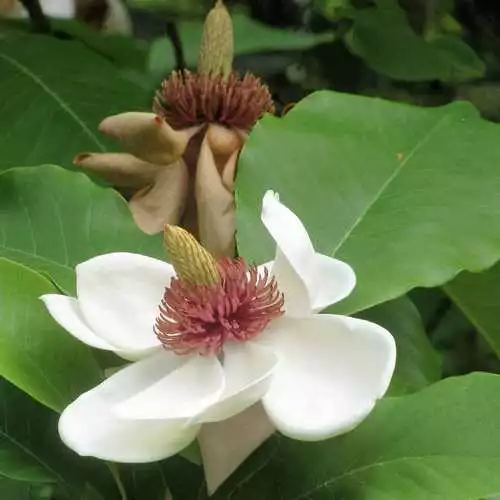 Future Forests Magnolia Sieboldii 4 Future Forests Magnolia Sieboldii