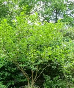 Future Forests Magnolia Sieboldii 8 Future Forests Magnolia Sieboldii