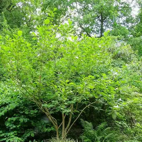 Future Forests Magnolia Sieboldii 5 Future Forests Magnolia Sieboldii