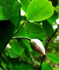 Future Forests Magnolia Sieboldii 9 Future Forests Magnolia Sieboldii