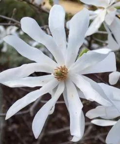 Future Forests Magnolia Stellata Trees