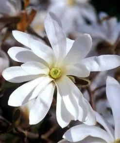 Future Forests Magnolia Stellata Trees