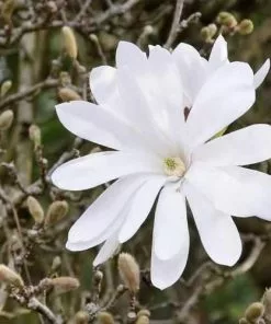 Future Forests Magnolia Stellata Trees