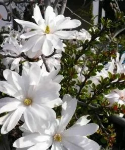 Future Forests Magnolia Stellata Trees