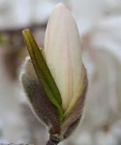 Future Forests Magnolia Stellata Royal Star Trees