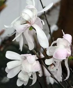 Future Forests Magnolia Stellata Royal Star Trees
