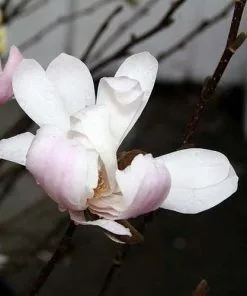 Future Forests Magnolia Stellata Royal Star Trees