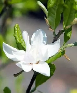 Future Forests Magnolia Stellata Royal Star Trees