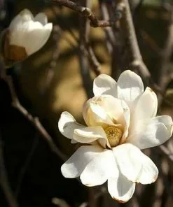 Future Forests Magnolia Stellata Royal Star Trees
