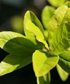 Future Forests Magnolia Stellata Royal Star Trees