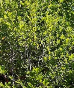 Future Forests Magnolia Stellata Royal Star Trees