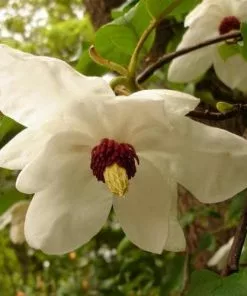 Future Forests Magnolia Wilsonii 9 Future Forests Magnolia Wilsonii