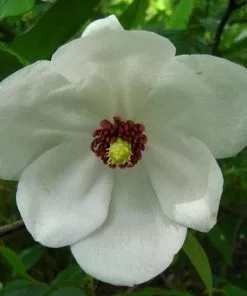 Future Forests Magnolia Wilsonii