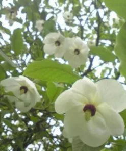 Future Forests Magnolia Wilsonii