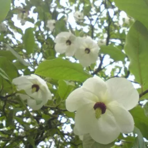 Future Forests Magnolia Wilsonii 4 Future Forests Magnolia Wilsonii