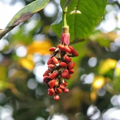 Future Forests Magnolia Wilsonii 5 Future Forests Magnolia Wilsonii