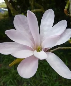 Future Forests Trees Magnolia X Loebneri Leonard Messel 8 Future Forests Trees Magnolia X Loebneri Leonard Messel