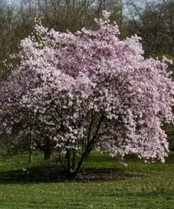 Future Forests Trees Magnolia X Loebneri Leonard Messel 9 Future Forests Trees Magnolia X Loebneri Leonard Messel