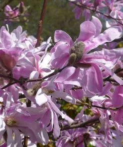Future Forests Trees Magnolia X Loebneri Leonard Messel