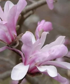 Future Forests Trees Magnolia X Loebneri Leonard Messel