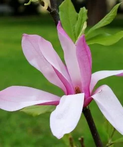 Future Forests Magnolia Betty