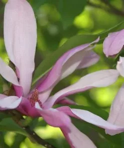 Future Forests Magnolia Betty