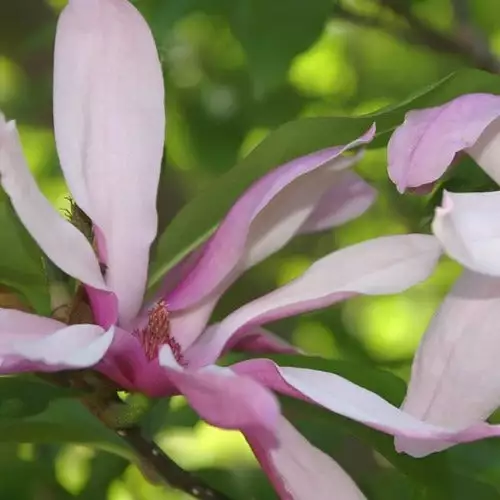 Future Forests Magnolia Betty 4 Future Forests Magnolia Betty