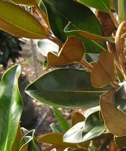 Future Forests Trees Magnolia Grandiflora Little Gem