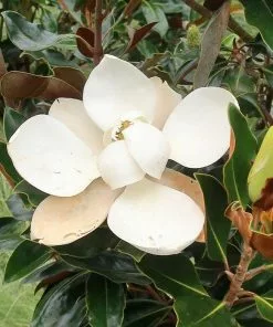 Future Forests Trees Magnolia Grandiflora Little Gem
