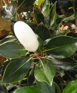 Future Forests Trees Magnolia Grandiflora Little Gem