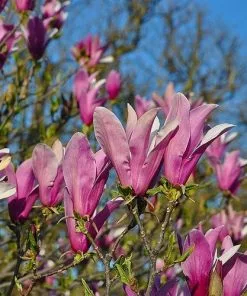 Future Forests Shrubs Magnolia Liliiflora Nigra
