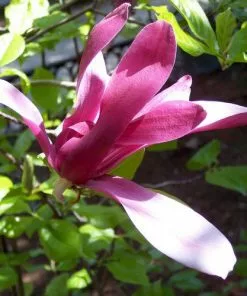 Future Forests Shrubs Magnolia Liliiflora Nigra