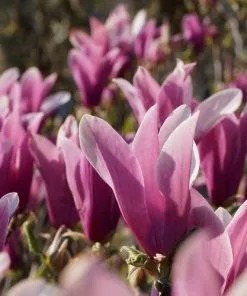 Future Forests Shrubs Magnolia Liliiflora Nigra