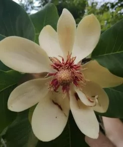 Future Forests Trees Magnolia Obovata (syn. Hypoleuca)