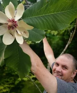 Future Forests Trees Magnolia Obovata (syn. Hypoleuca)