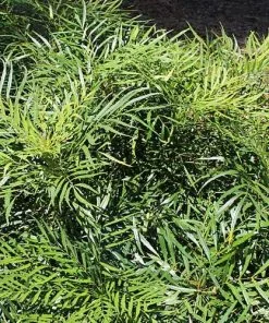 Future Forests Shrubs Mahonia Eurybracteata Soft Caress