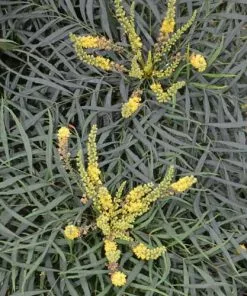 Future Forests Shrubs Mahonia Eurybracteata Soft Caress