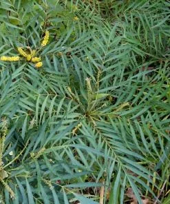 Future Forests Shrubs Mahonia Eurybracteata Soft Caress