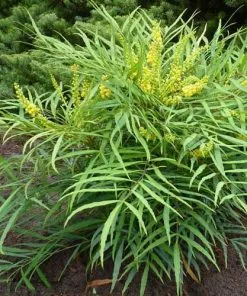 Future Forests Shrubs Mahonia Eurybracteata Soft Caress