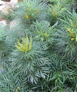 Future Forests Shrubs Mahonia Eurybracteata Soft Caress