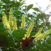 Future Forests Mahonia X Media Charity Shrubs